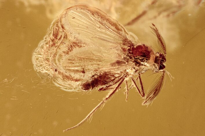 Fossil Biting Midge (Ceratopogonidae) in Baltic Amber #278782